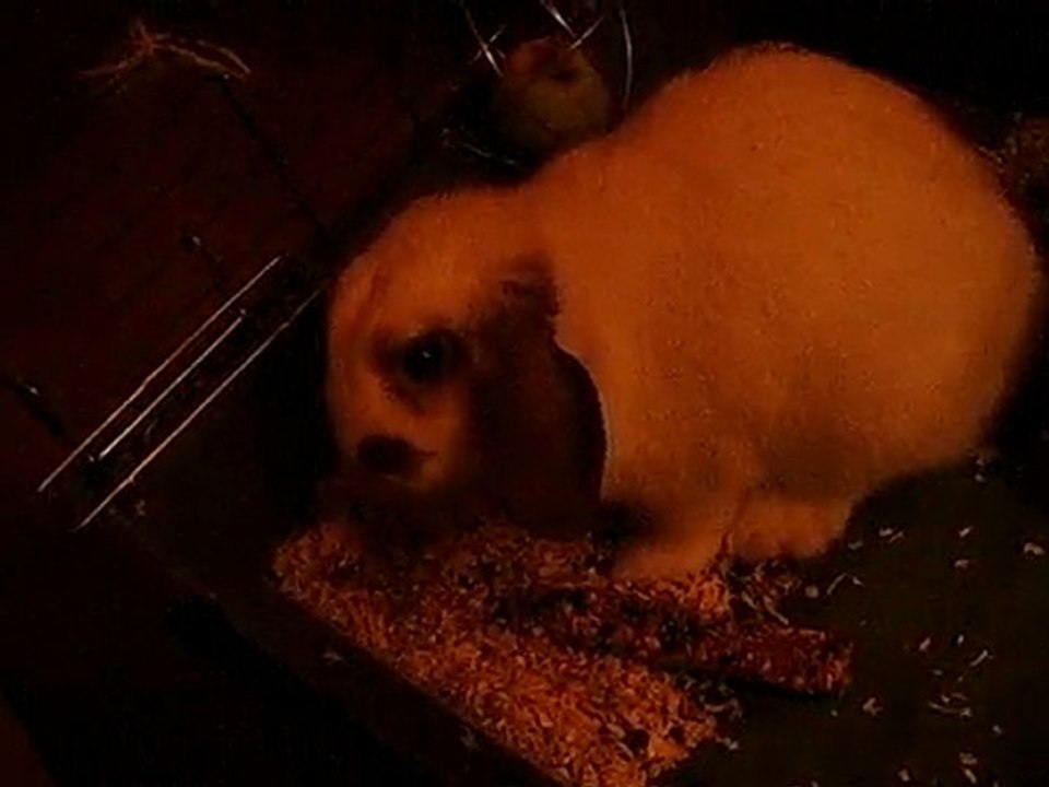Caramel en train de manger