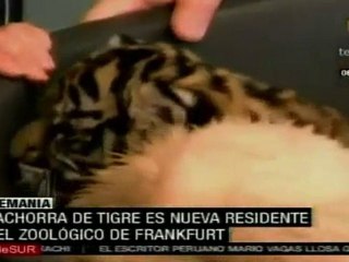 Nace cachorra de tigre de Sumatra en zoológico de Frankfurt