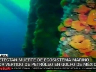 Detectan muerte de ecosistema marino por vertido de crudo en el Golfo de México