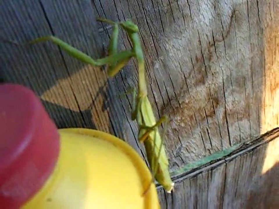At home with the Preying Mantis