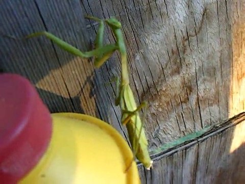 At home with the Preying Mantis