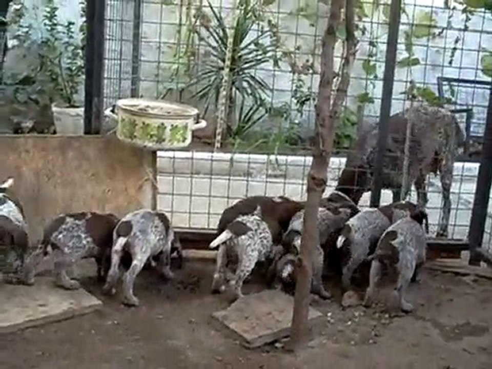 08.10.2010 Şans & Yavrular - 1