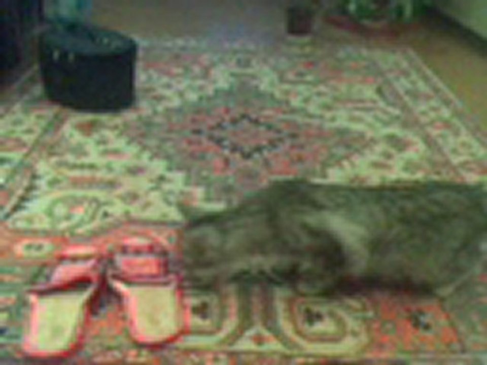 Котэ и тапки