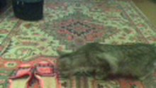 Котэ и тапки