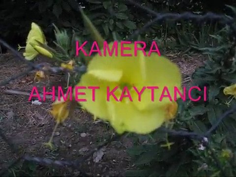 EZAN ÇİÇEĞİ-AHMET KAYTANCI-SAİMBEYLİ