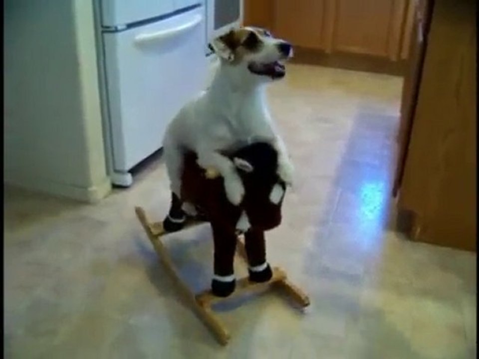 drole de chien