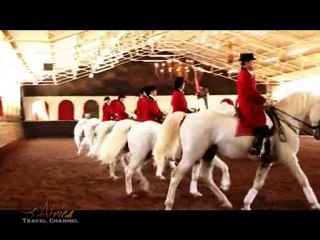 SA Lipizzaners in Kyalami Johannesburg South Africa