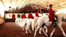 SA Lipizzaners in Kyalami Johannesburg South Africa