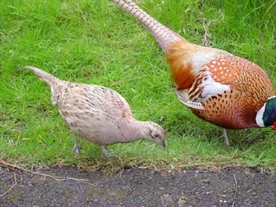 ABBAS TURAN -"DUYMADIN"