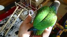 Tammer Bestaat Niet: http:// www.vogel-training.nl