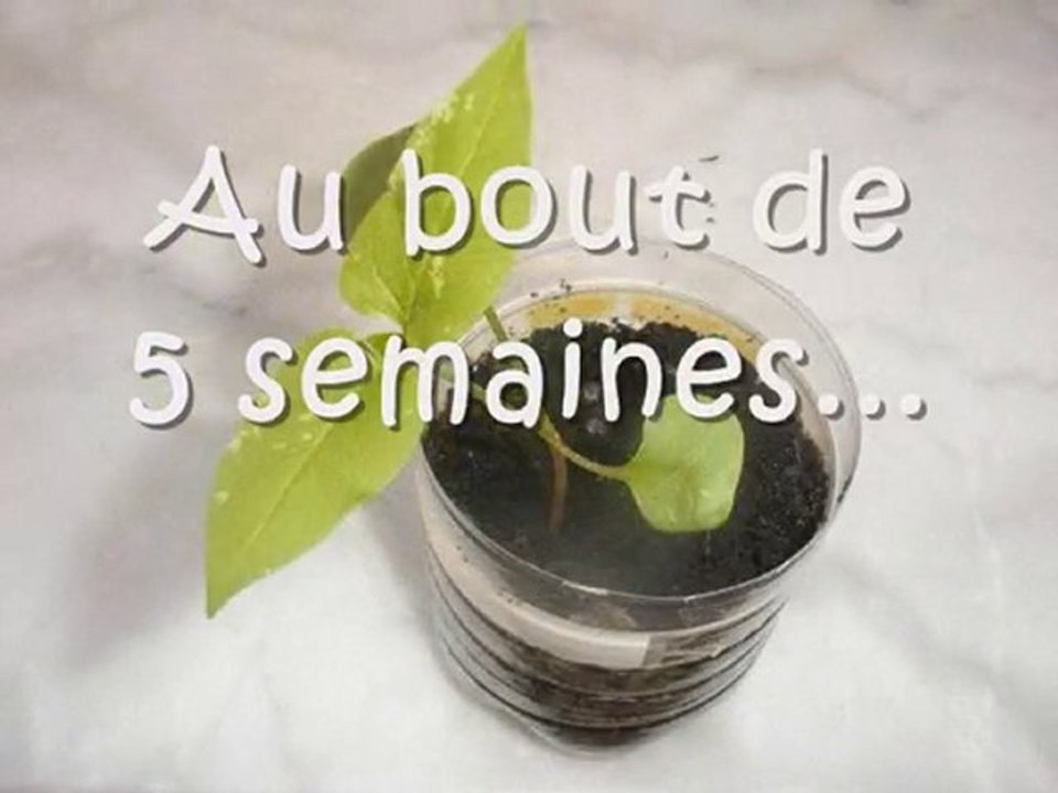 Comment faire pousser des belles de nuit ?