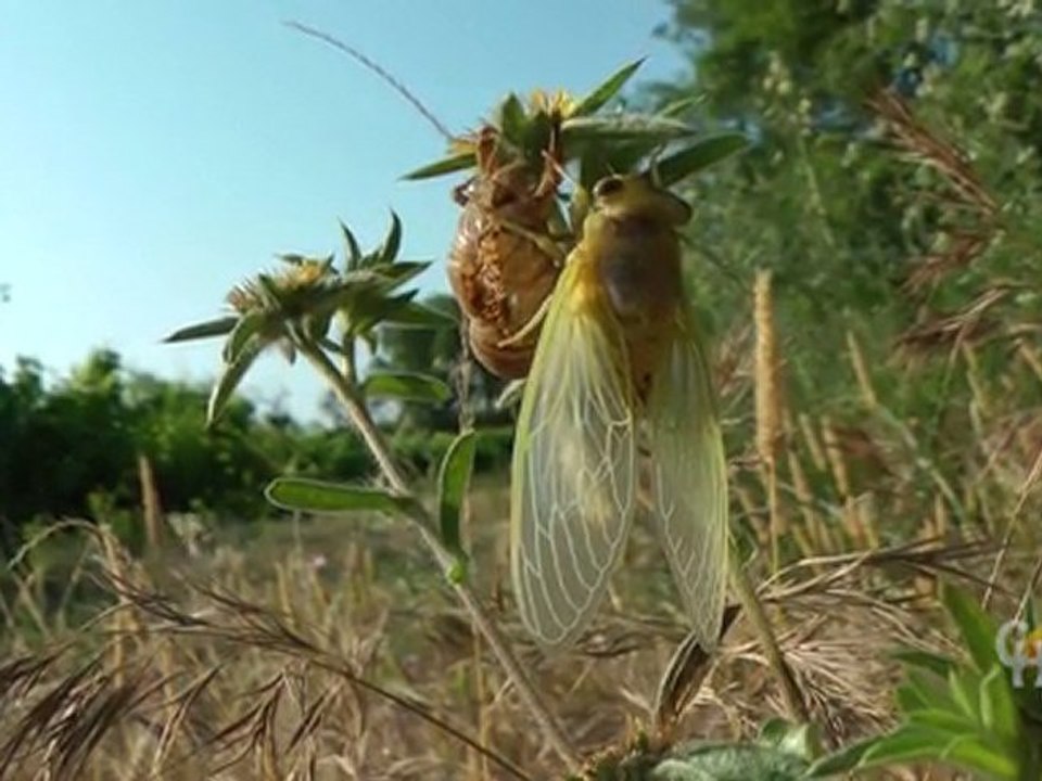 La cigale "Cicada orni"