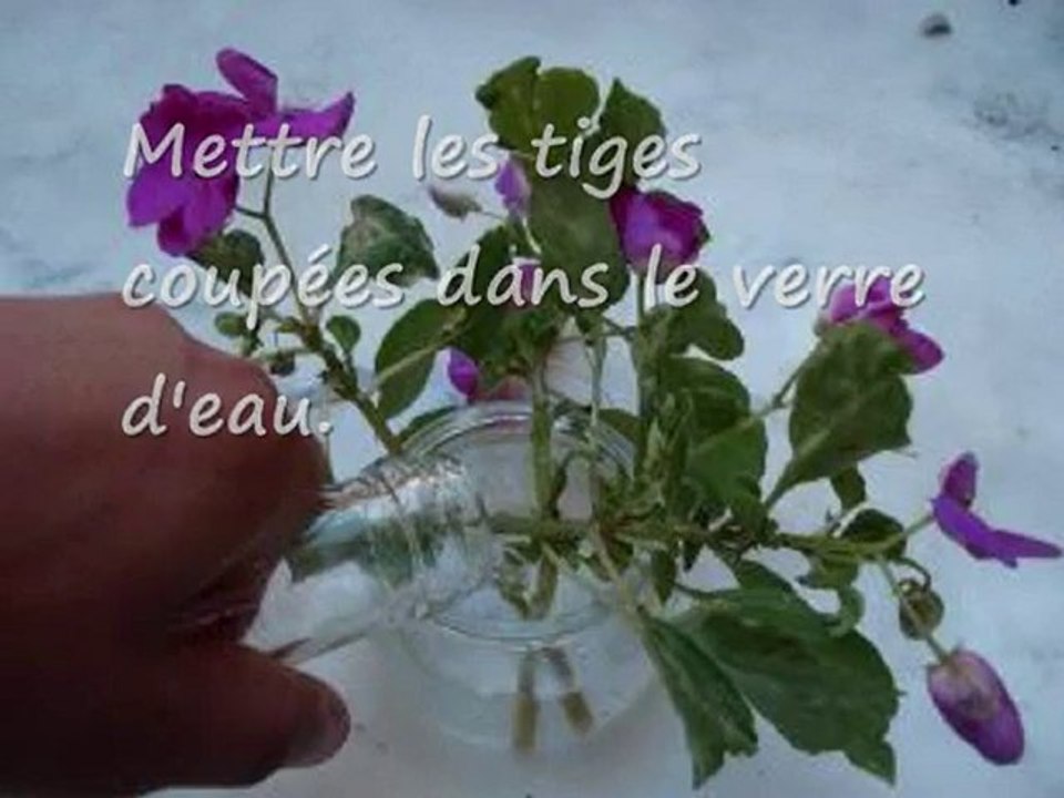 comment faire des boutures d'Impatiens ?