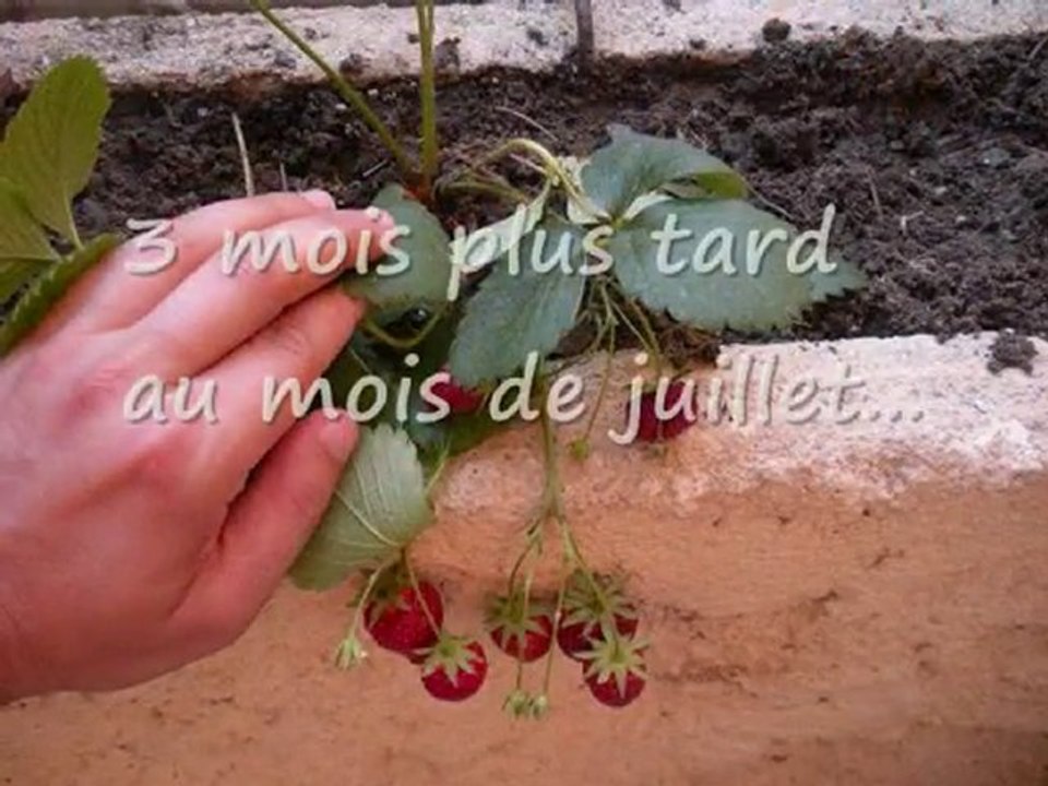 Faire pousser des fraises sur son balcon