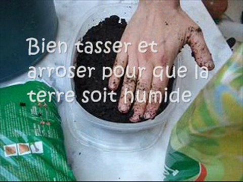 Comment faire pousser des Haricots verts dans un pot ?