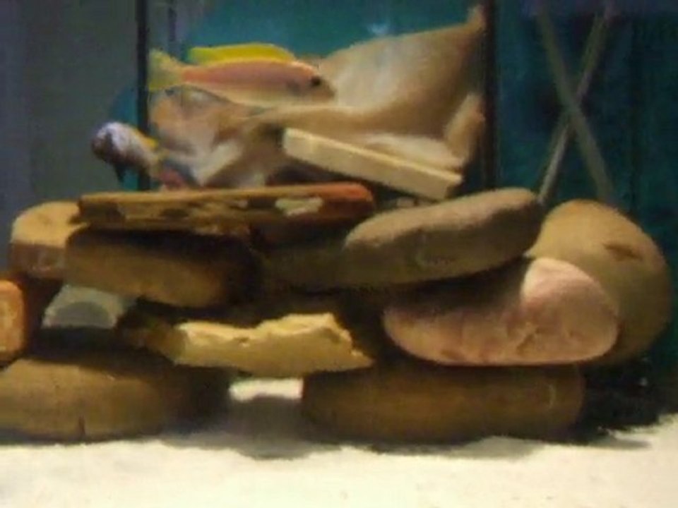 Afra Jalo Reef Ailesi