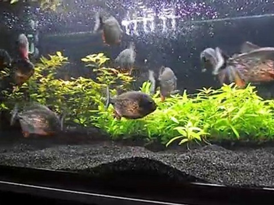 Piranhalar Karides Yerken