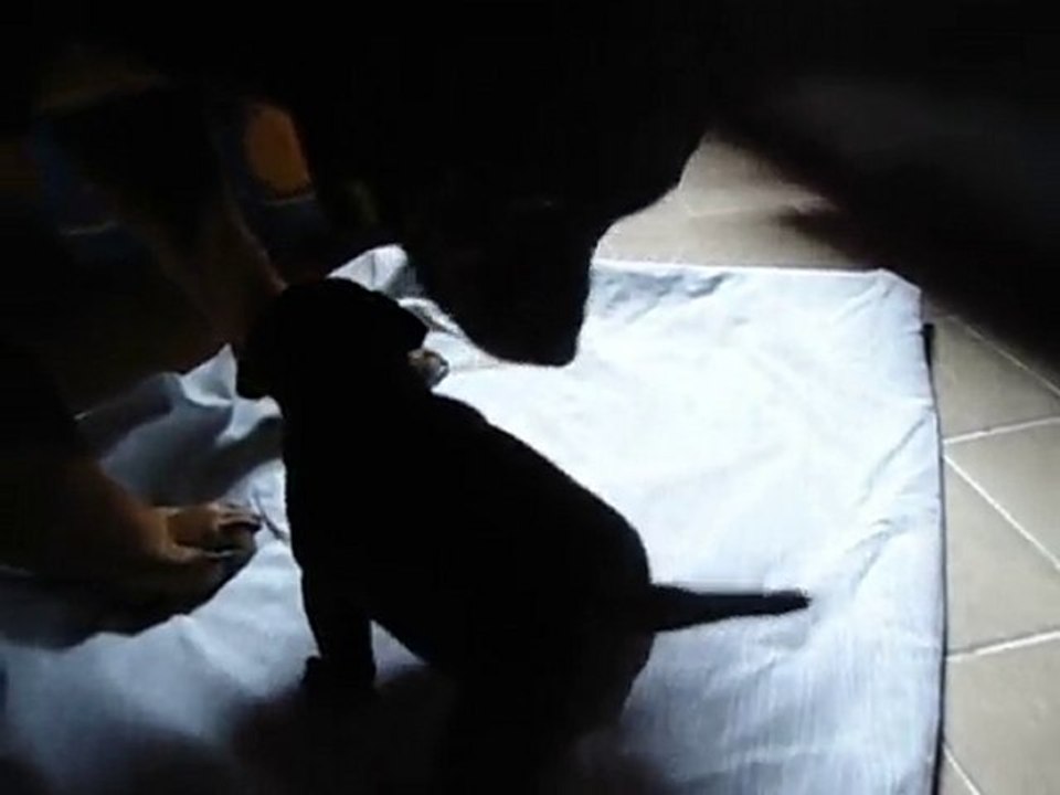 atilla et un bébé staffie de l'élevage de l'élixire du forez