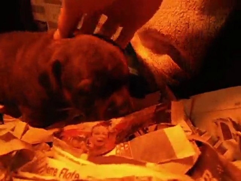 staffie bringé qui roucoule et fifty qui aboie