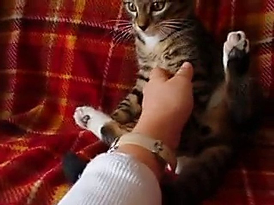 Fluffy , chat propre ! mdr