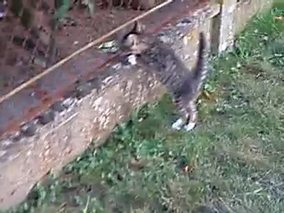 Fluffy qui découvre le jardin !