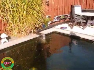 Johanna en Rob  koi vijver