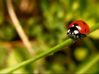 NUŠA DERENDA vzemi me veter