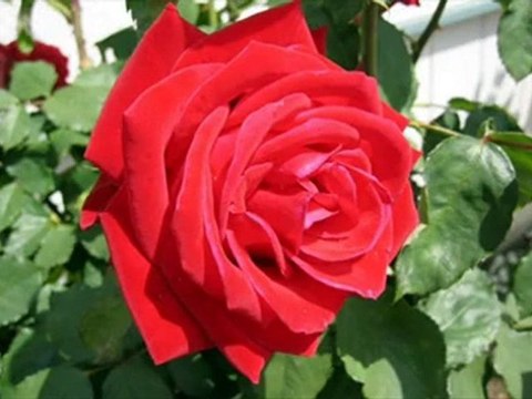 Kasım hoca aşk ile geldim sana ( Kaside Muhabbet ) Haznevi.