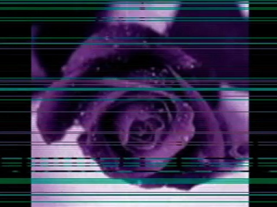 Une rose pour toi