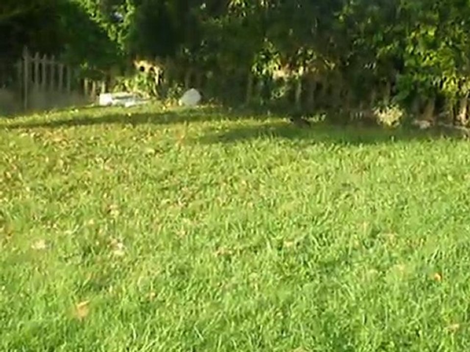 lapin nain en liberté dans le jardin
