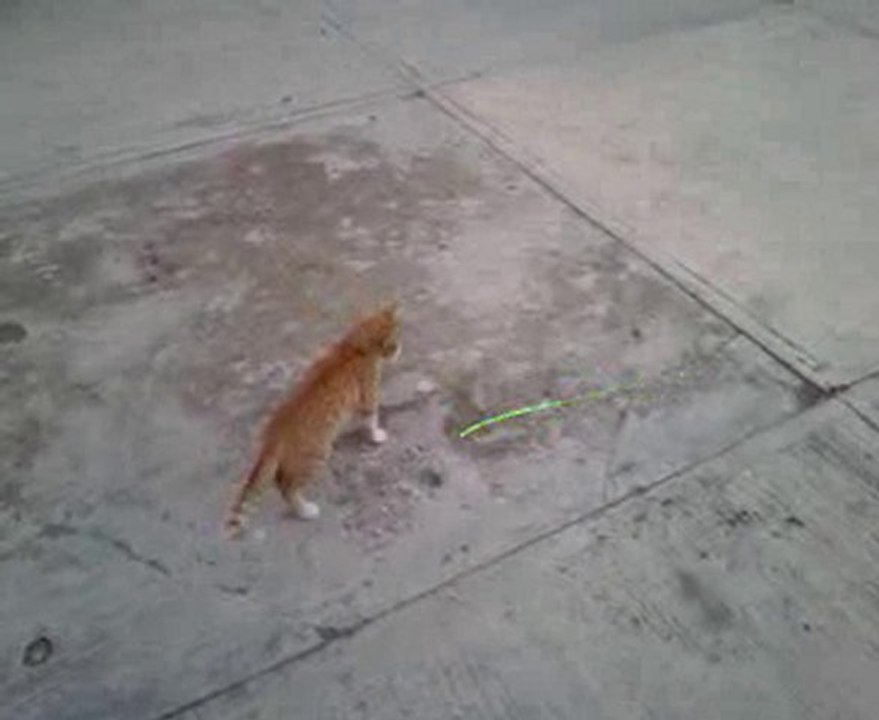 kedi
