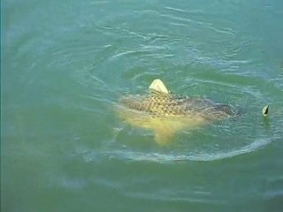 carp , commune de dedel