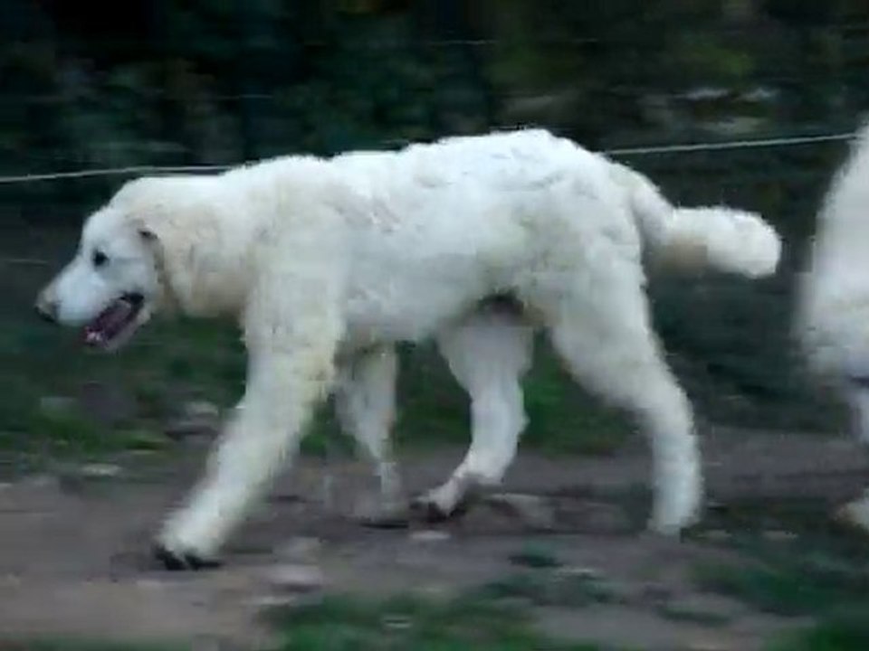 Fen-X