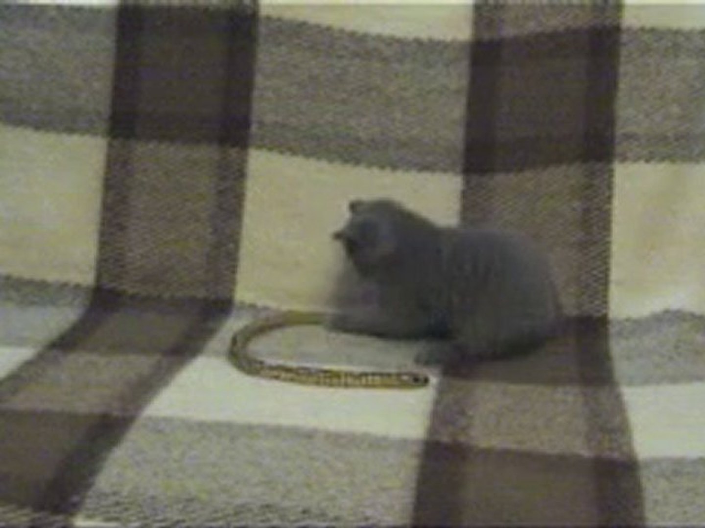 British Shorthair Britu trumpaplaukis