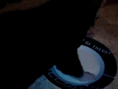 premier repas des chiots