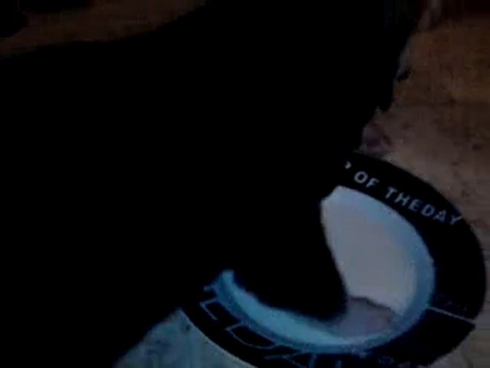 premier repas des chiots