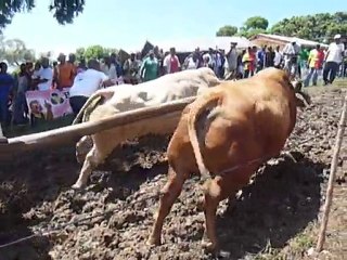 boeufs-tirants à Saint François (guadeloupe)