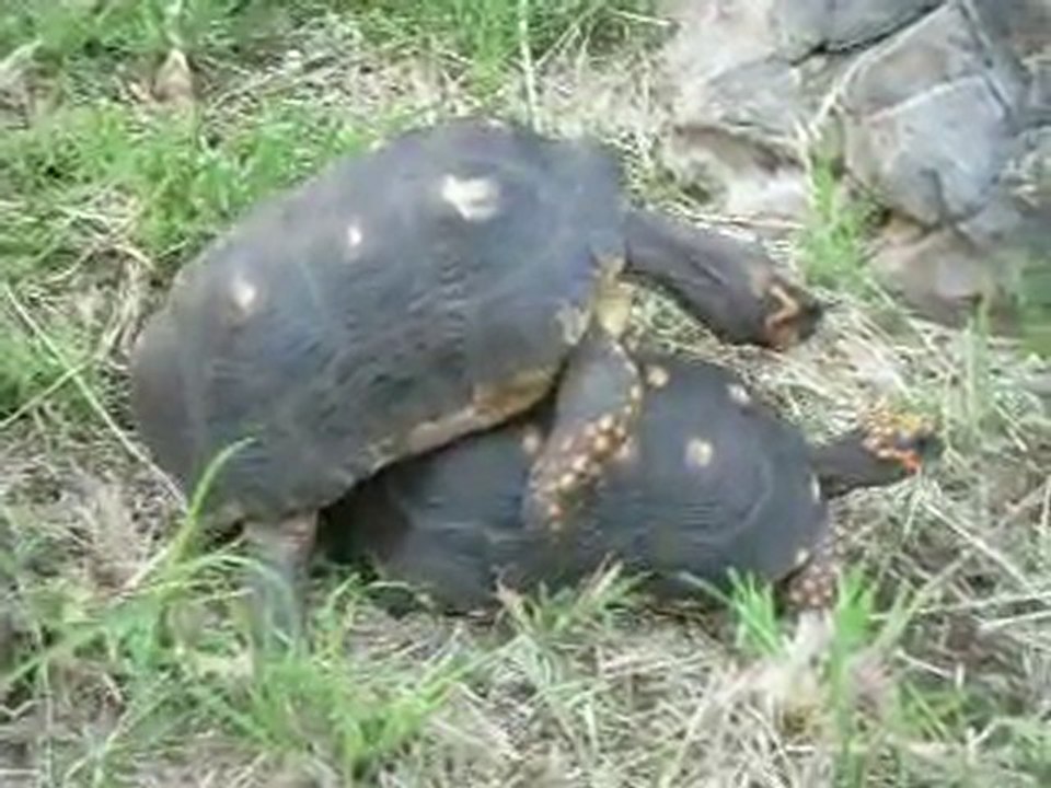 Tortues