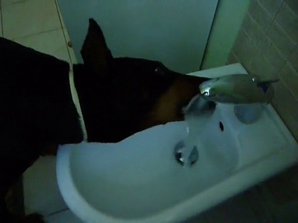 tounga bidet