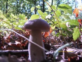 Champignons du mois d'octobre