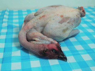 EXPRESSIONS CARNIVORES