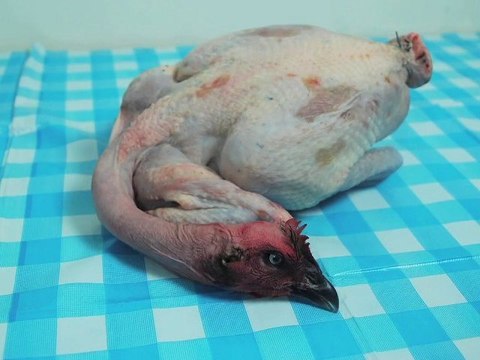 EXPRESSIONS CARNIVORES