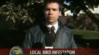 Giornalista bombardato da un piccione