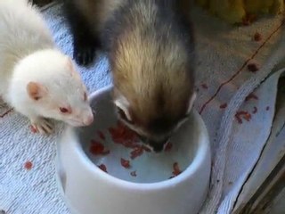 furet non partageur - la suite  (toutouille et boule)