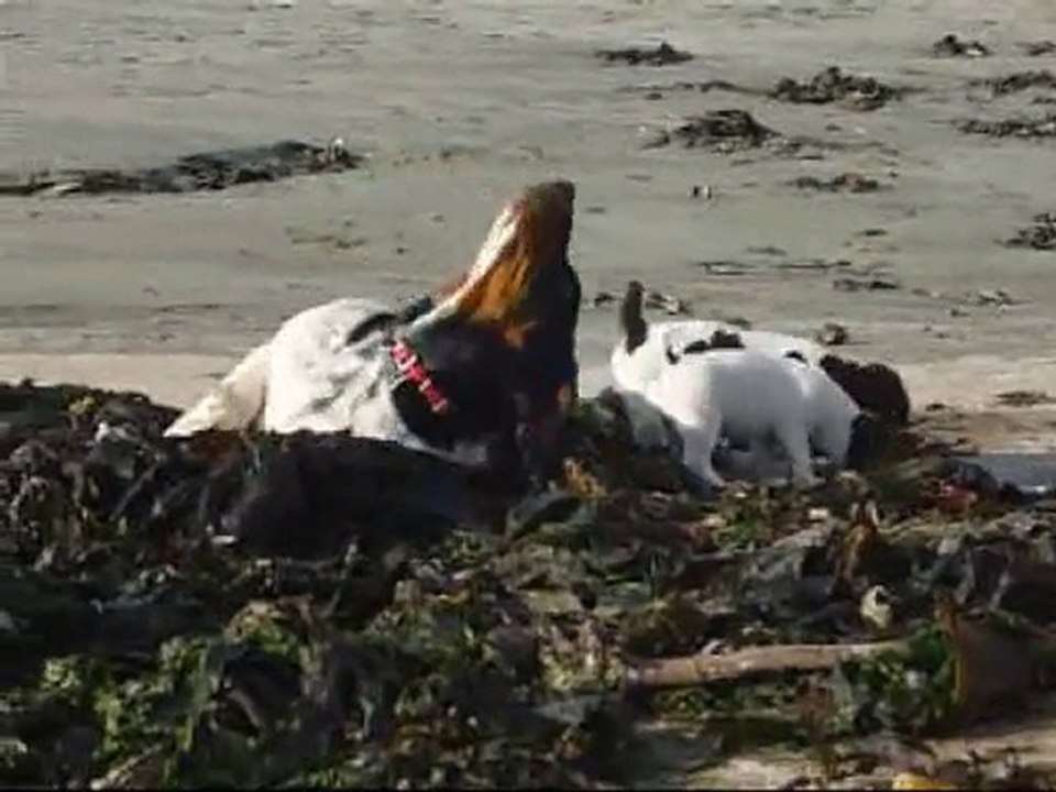 On fait tout comme les grands