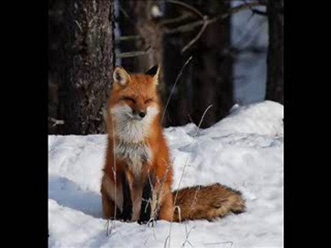 Tavşanlarla Tilkiler