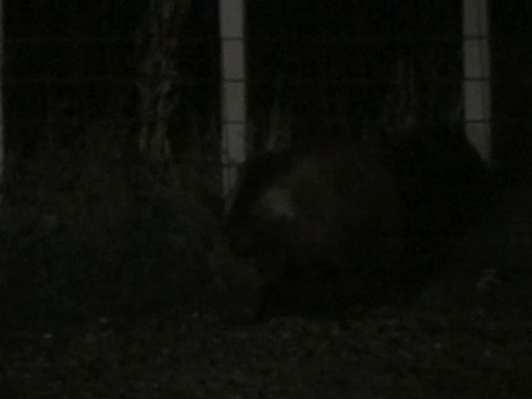 Ours Brun Marsican - Parc National des Abruzzes