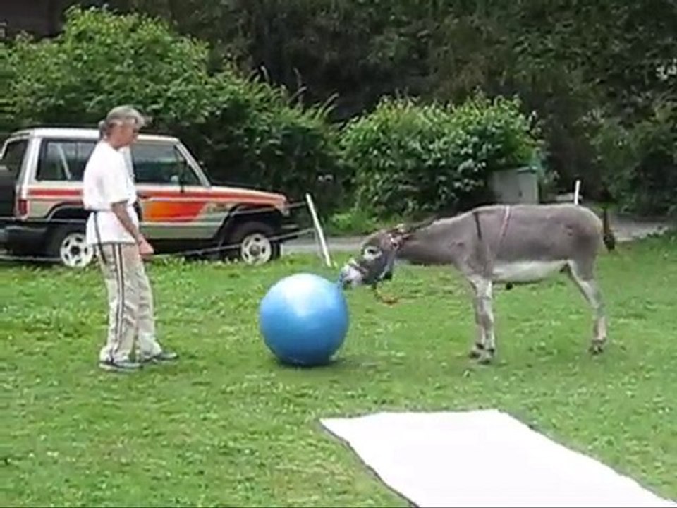 Entraînement au clicker, Merlin le petit âne fait son n°.