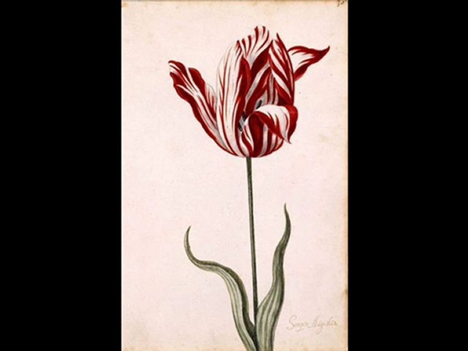 RN RNC-Black Earth-Cut 10-2010