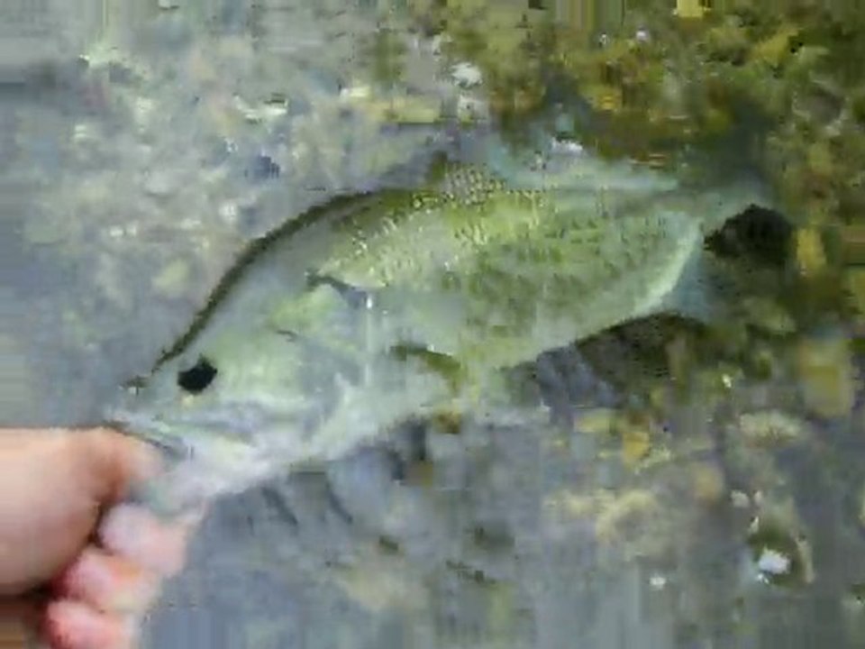 4.bass 41cm